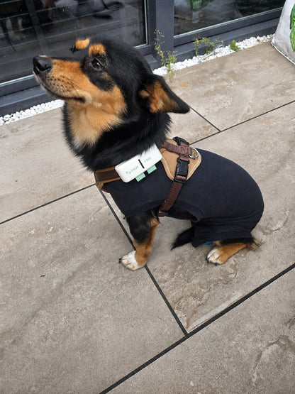 Live GPS Tracker Hond Zonder Abonnement - PawFind Max