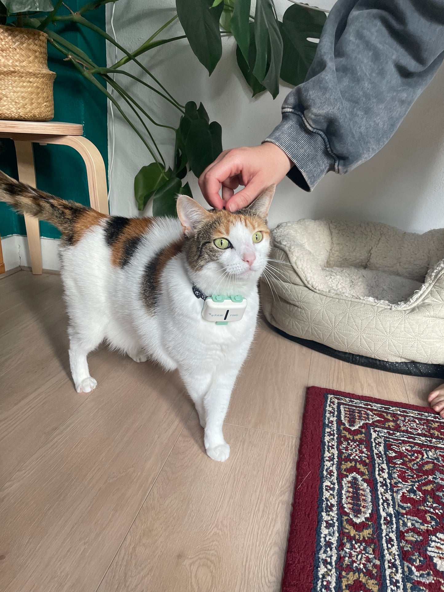 GPS Tracker Kat - PawFind Mini - 30 Dgn Retour