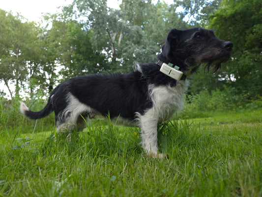 PawFind Max - GPS tracker voor Honden