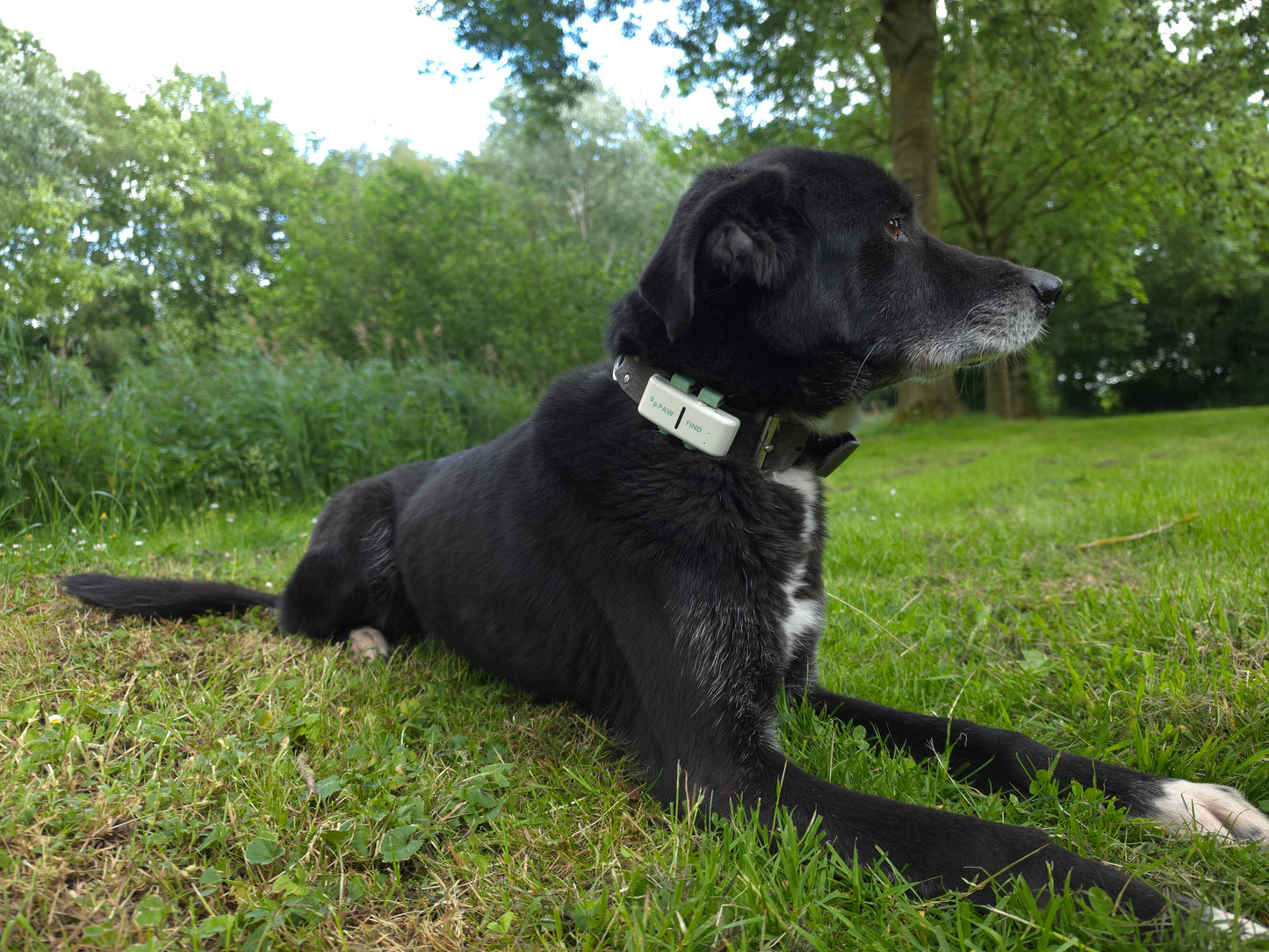 PawFind Max - GPS tracker voor Honden